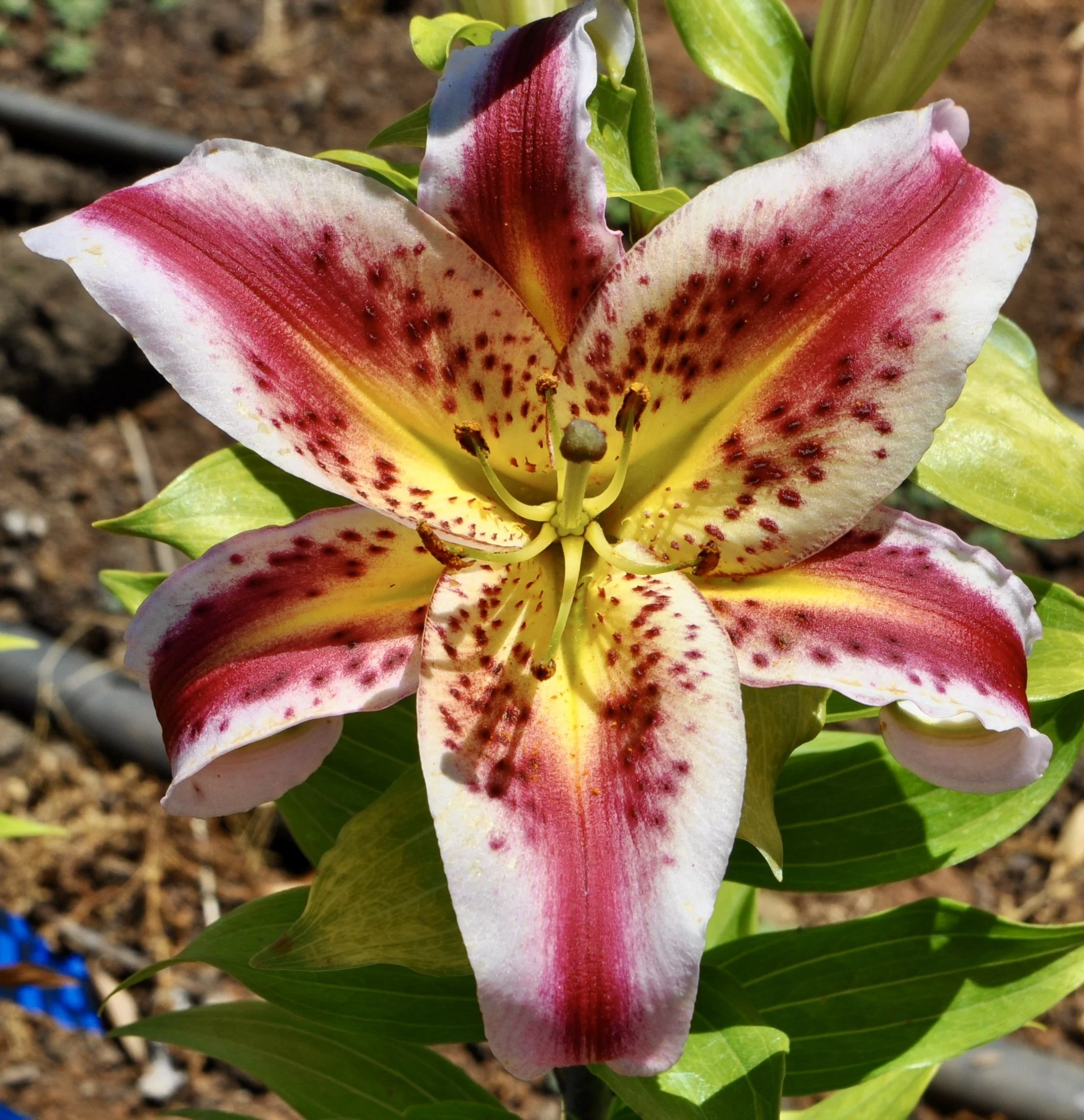 Lilium 'City of Nagano' (Mak Leek) - Omnia Botanica
